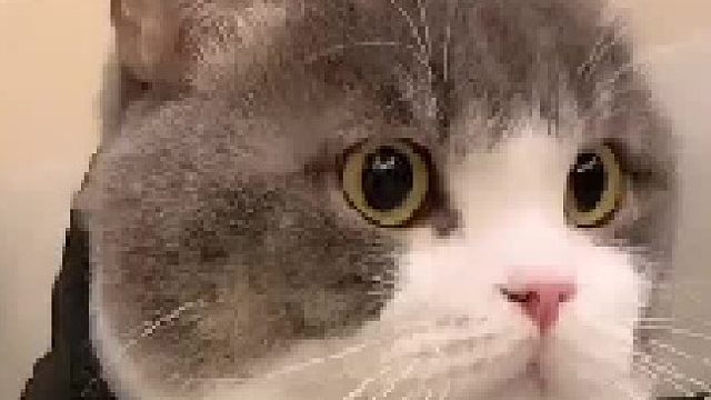 土豆土豆，又土又逗傻傻的