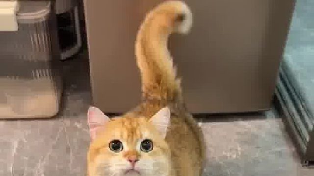 猫咪给主人表演甩尾“特技”。网友：这是响尾猫吗？