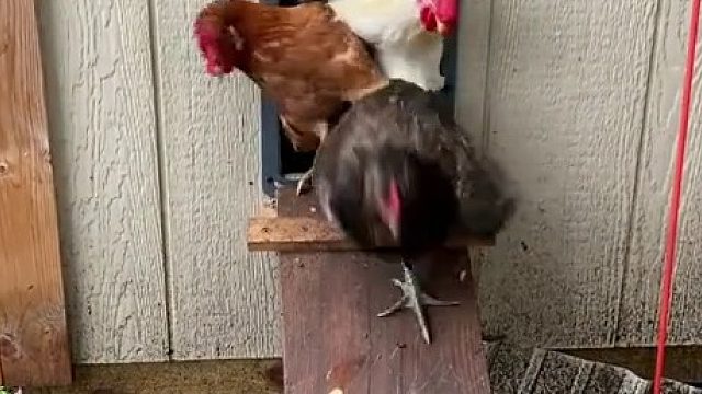 这个门应该可以防黄鼠狼