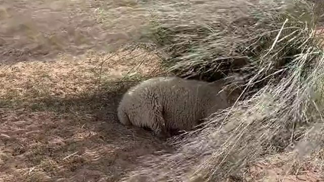 一只特立独行，不为世俗眼光的高冷