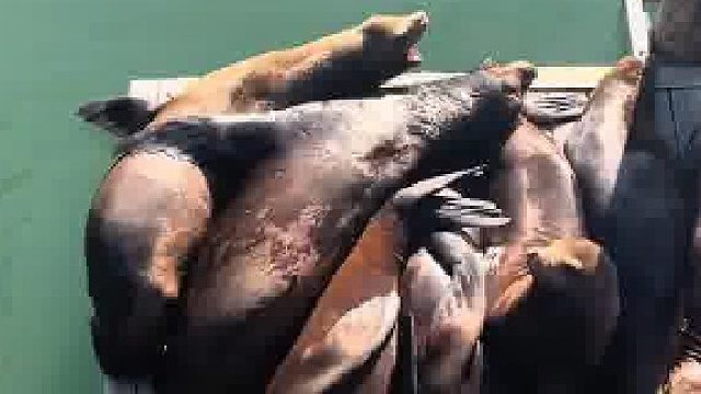 海狮集中度假 已经挤不下了