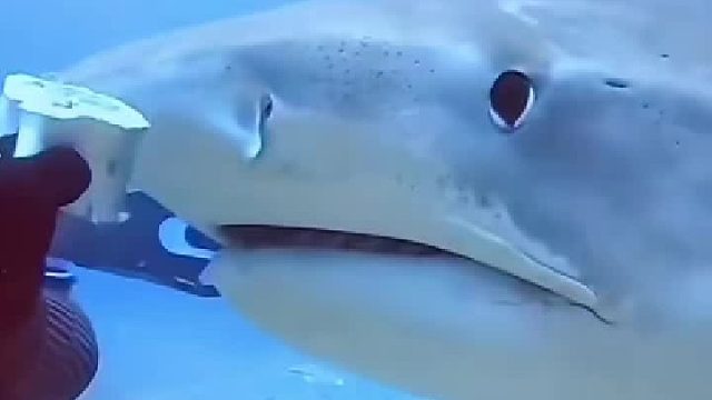 潜水员经常投喂偶遇的鲨鱼，没想到它给小哥带来意外惊喜