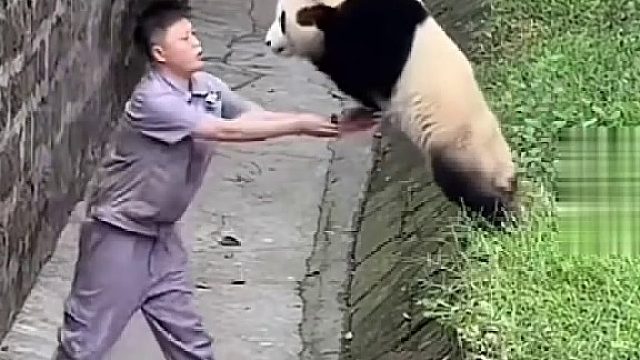 不要跳！什么？伸手接我了？宝宝来啦！大熊猫渝可飞扑奶妈求抱抱，对自己的体重一无所知