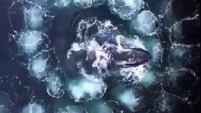 座头鲸吐出泡泡来驱赶和围猎食物，有时候泡泡会正好形成一个斐波那契螺旋图案