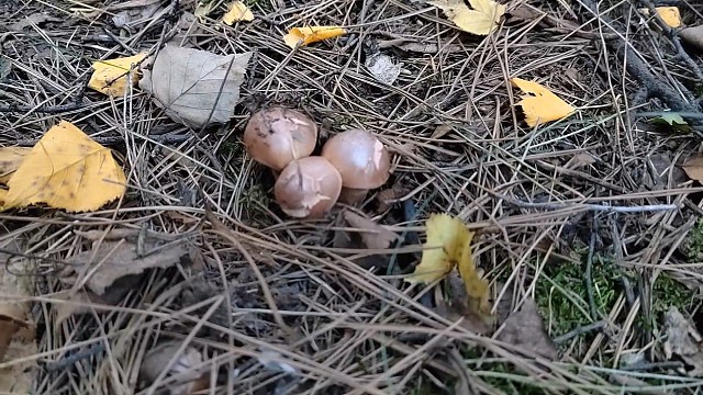 又进山里捡蘑菇了