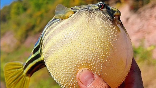 沟里竟然有这玩意