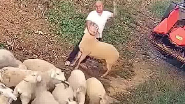 ​一人一羊打了起来，羊群赶来“撑场子” ，万万没想到……