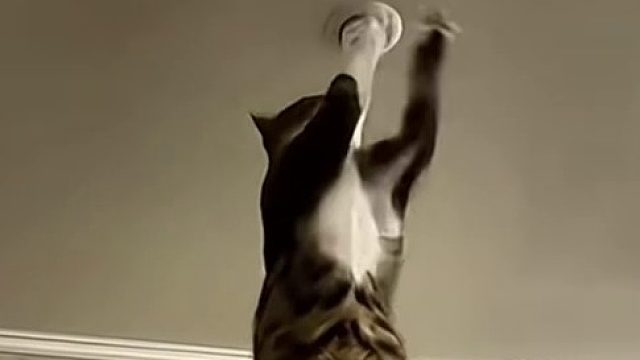 家里灯泡坏了猫咪帮忙修好了，猫：这个家没我得散，网友：猫师傅，你是做什么工作的！