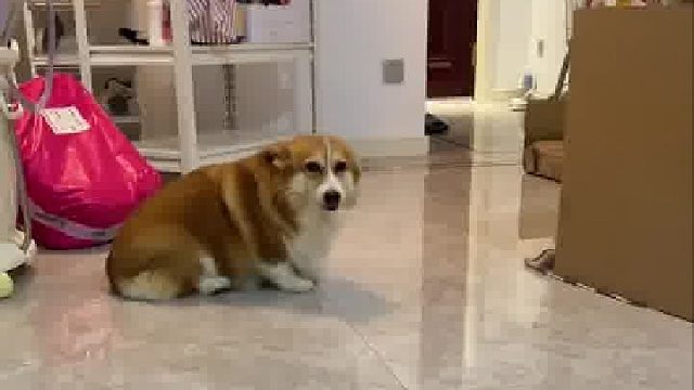 柯基闯祸被主人发现，主人夹子音说话狗狗秒变脸。