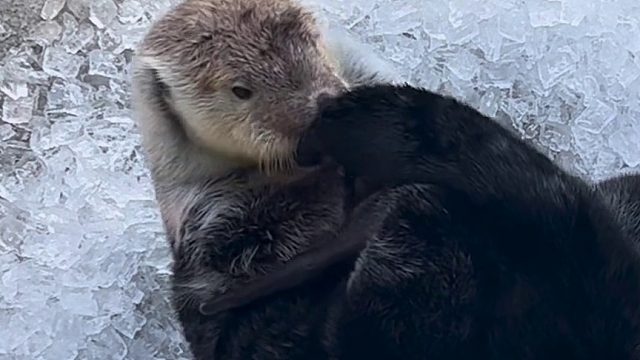 看了这个视频，真的能直观地感受到海獭比水獭大了不止一星半点