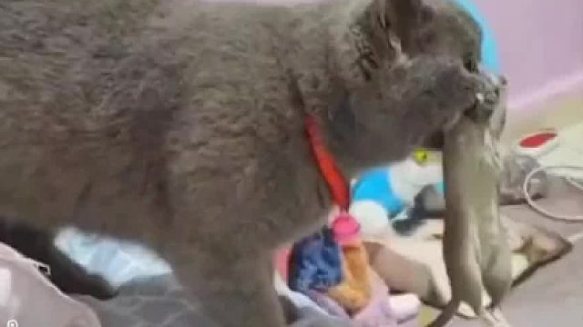 宠物猫叼来老鼠送给主人。主人：说过很多遍，不吃老鼠~网友：猫咪的一点心意多少吃两口吧