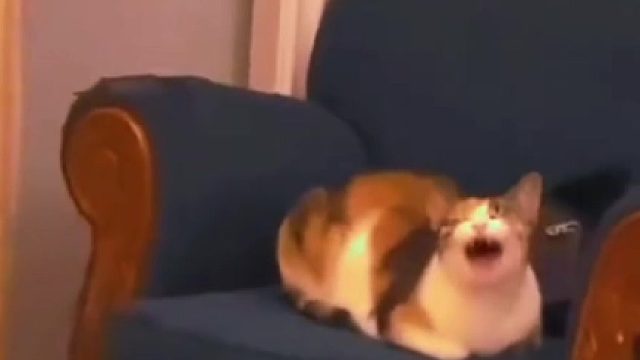 喵星人的可爱瞬间