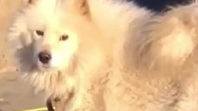 每次路过狗狗都叫的很凶，路人一停车又假装没事，狗狗：职责所在，理解一下嘛！这态度判若两狗