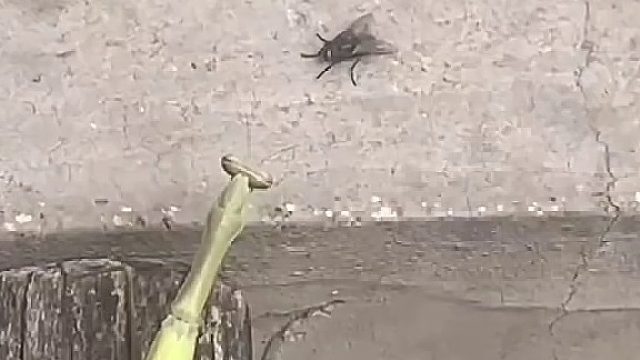 难得一见的螳螂拳，惊心动魄！真应了那句：天下武功唯快不破