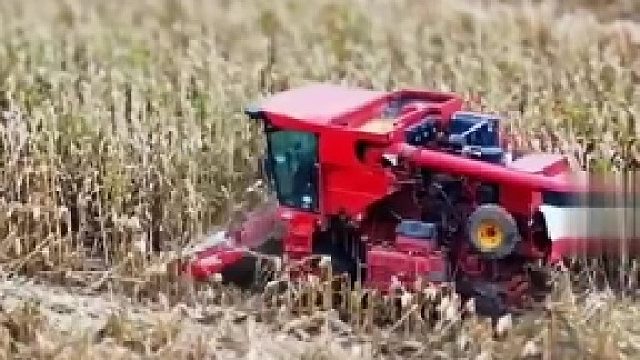 网友：没看到真人的话，真以为是玩具