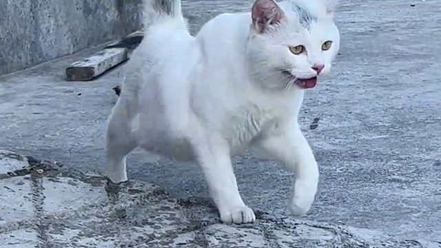 自己去追狗狗结果累得跟狗一样