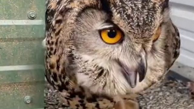 动物园的猫头鹰不会飞，饲养员坚持训练以为会有奇迹