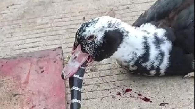 鸭子不知道但是我知道鹅天克蛇