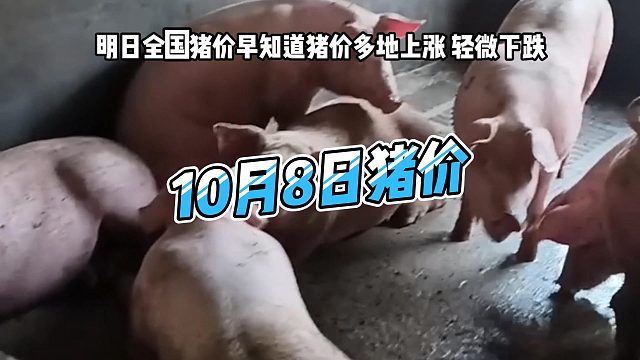 明日10月8日全国猪价早知道！明日猪价多地上涨 生猪价格轻微下跌#猪价行情 #明日猪价 #猪价