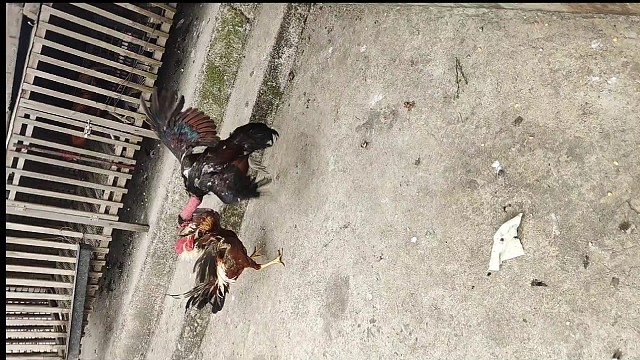 盖砂火烧毛大冠练一下