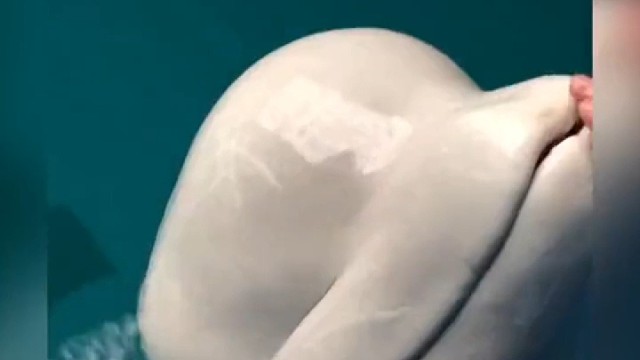 白鲸这么有弹性的脑门中装的啥东西？