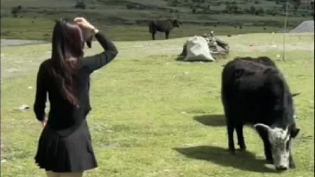 女生拍照遭牛牛“抢镜