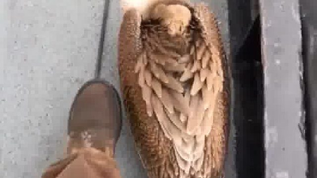 鸟：那么大地过不去啊，非得给我来两脚