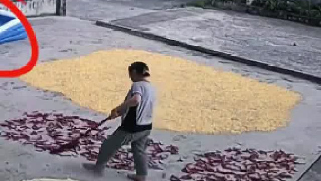 晒稻谷躲过了下雨天，却没躲过泳池里的水