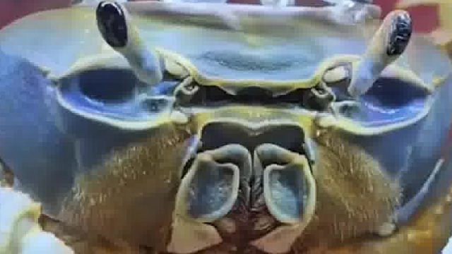 国外小姐姐不忍心整掉螃蟹，于是把它当成宠物养了八年