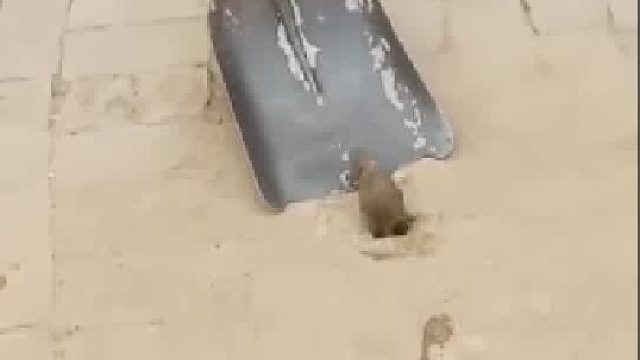 老鼠从洞里探头，被逮住后完全被控制