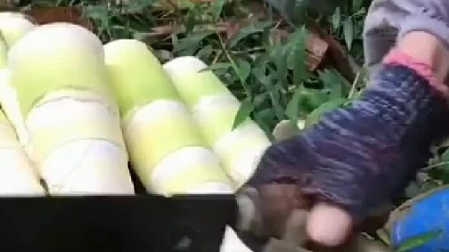 熊猫：手里的竹笋瞬间不香了。