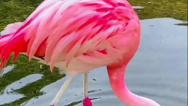 火烈鸟真好看！