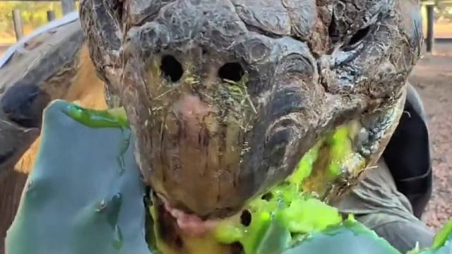 同样都是九年义务教育，你凭什么抢骆驼的食物