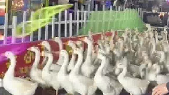 大鹅都接受过训练了吧