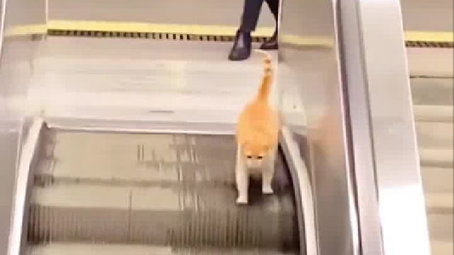 凡人们，我是健身喵