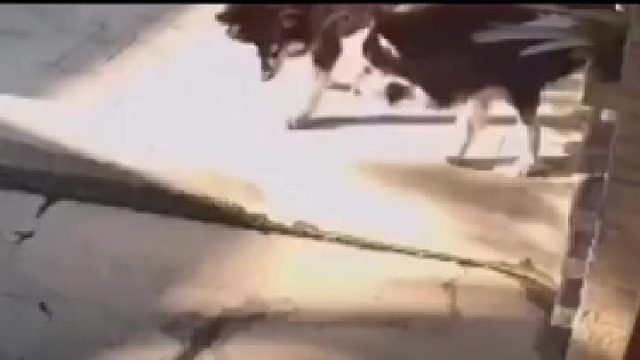 你没见我毛都还没干吗？