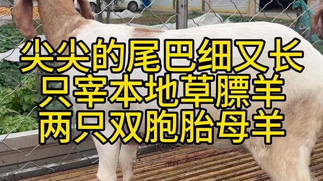 每天现在本地小山羊