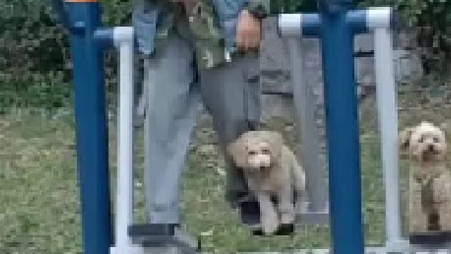 带着小狗锻炼的爷爷，好可爱好可爱