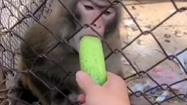 那是因为有笼子 要是没有笼子 还得败给猴子