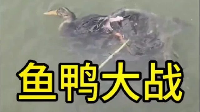 鸭子被鱼吃，鸭子是si的？？