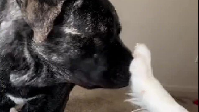 这算不算狗狗届的变态。。