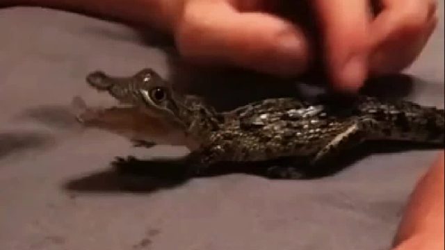 国外小姐姐捡到一只小鳄鱼，小时候怪可爱，没想到长大之后居然狗里狗气的