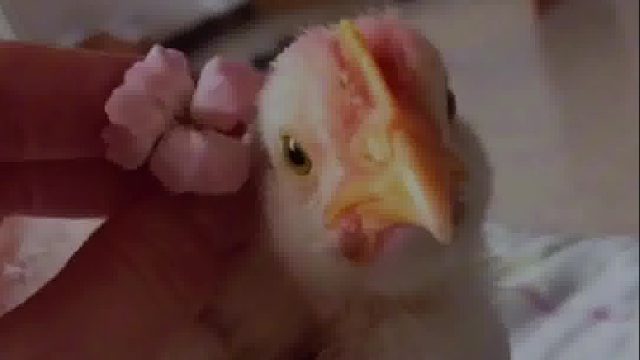 国外小姐姐养了一只小鸡，越养越可爱家人们都非常喜欢它