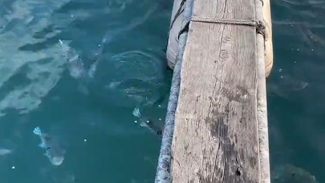 你见过会生气的鱼么