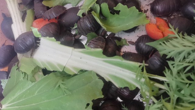 长春土鳖虫养殖基地