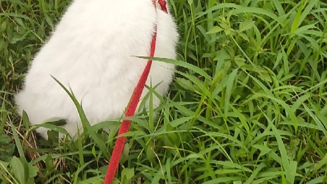 第一次出来放风的呆瓜