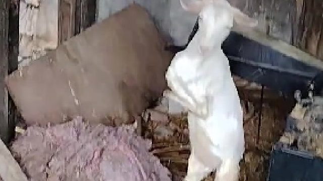 这羊怎么站起来了