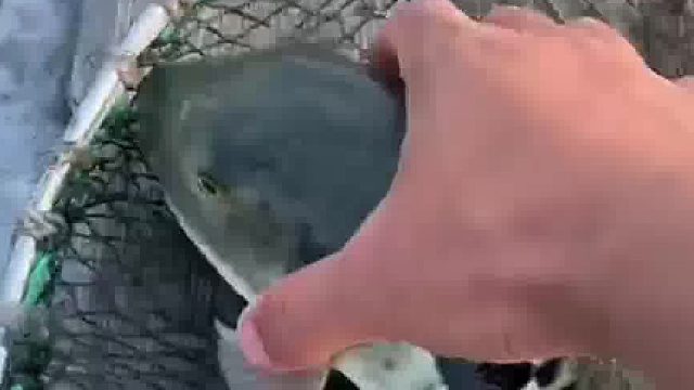 原来河豚不鼓包长这样