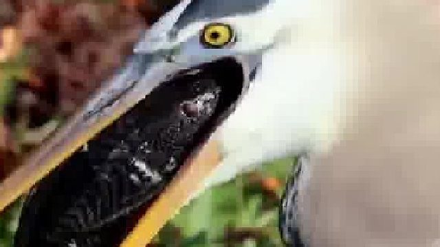 一直以为清道夫是没有天敌的，太难吃……