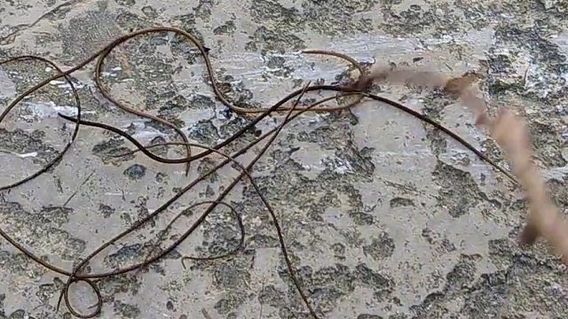 给螳螂报仇，为了一条命，伤害几条命